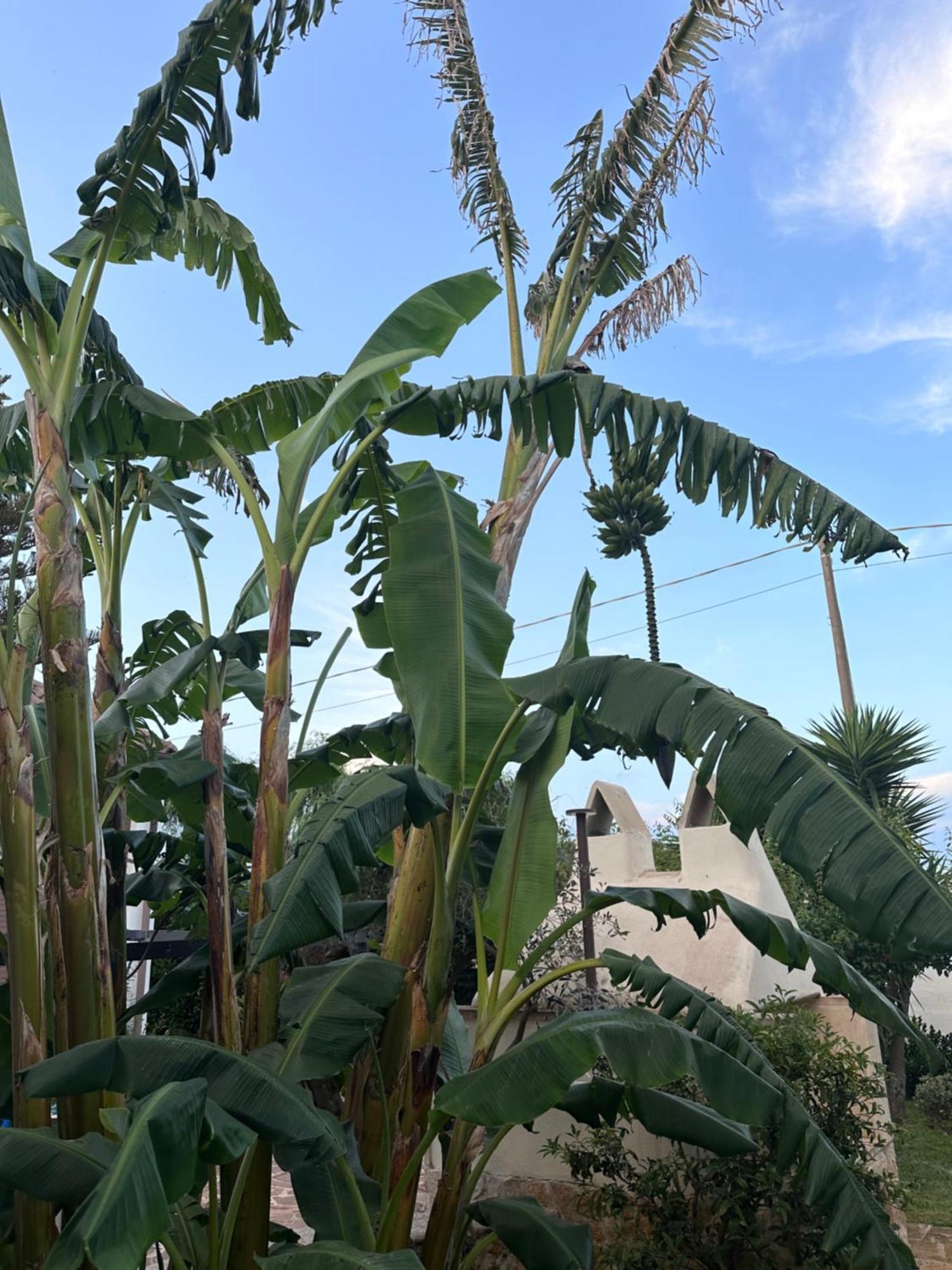 Villa Milu Torre San Giovanni Ugento Eksteriør billede